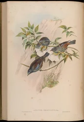 Accentor immaculatus = Prunella immaculata